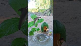 Amazing fish mobile videography idea 📱💡 #shortvideo #funny #creative