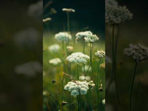 Cinematic Frames | Sony FX30 & Sigma 18-35mm f1.8 & Atomos Ninja V | 4K Cinematic Video