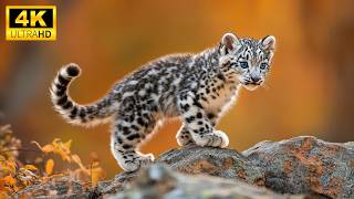 Baby Animals 4K - Amazing World Of Young Animals | Scenic Relaxation Film And Relaxing Music