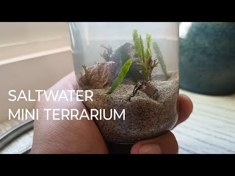 Mini Saltwater Terrarium - Terrariums from Scratch 🌿🐚