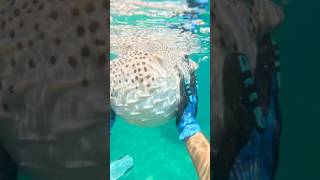 Catching A Puffer Fish With My Hands