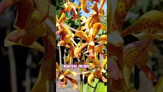 orchids lover #orchids #flowers #shortvideo #youtube #shorts #subscribe #orchidslover