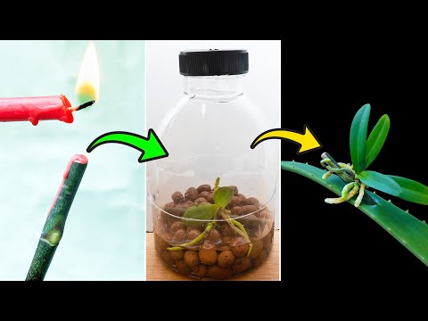 Few people know that orchids can propagate super fast like this | Just use aloe vera