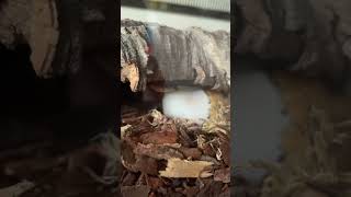 Apollo loves his log #royalpython #fyp