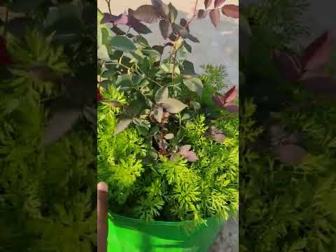 12x12 grow bag Rose 🌹 with carrot 🥕#shorts