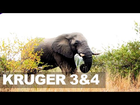 KRUGERS Timeless Gems: SHINGWEDZI & OLIFANTS - A Decade Compilation