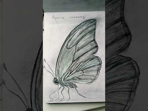 From Swarm to Sketch | Drawing Aporia crataegi 🦋🦋🦋