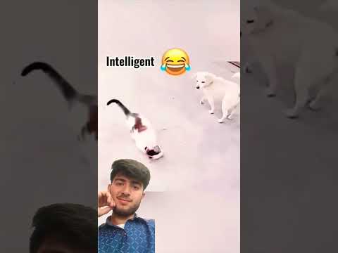 My is cat disturbing the dog 😅😂 🐕🐕🐕#funny #ytshort #cat #funny