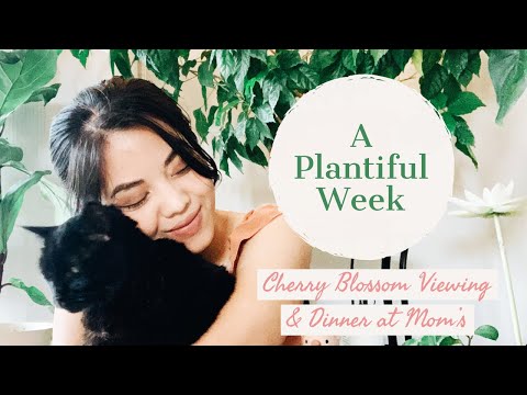 Life in April | Spring Has Arrived! Repotting My Houseplants | Dinner at Mom's | Diary (4)