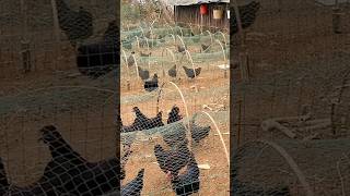 Unique Way to Raise Chickens #farming @RomFarm