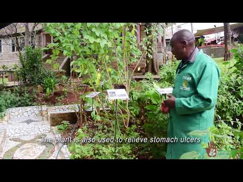 Fuerstia africana - Antifungal plant