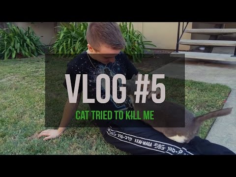 VLOG #5: CAT TRIED TO KILL ME!
