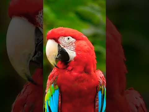 Surah Rahman #shortvideo