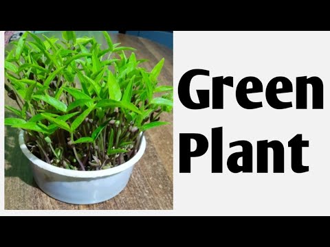 Go Green | Grow Plants, Trees | Save Earth | Crafty Arts