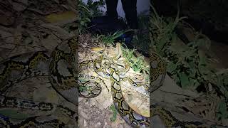 Huge Reticulated Python (Malayopython reticulatus)
