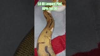 1.0 OD Leopard Pied 66% DG #ballpython #orange #dream #leopard #pied #ballpython #reptiles #python
