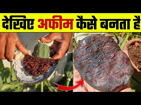 देखिए अफ़ीम की खेती कैसे की जाती हैं | Apheem ki kheti kaise hoti hai | agriculture of opium | afeem