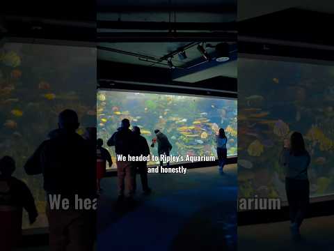 Visiting Ripley’s aquarium in Toronto