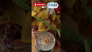 Start Your Pooja Rituals with LOLAA Agarbathis | Premium Quality for Divine Vibes| #lolaaagarbathi|