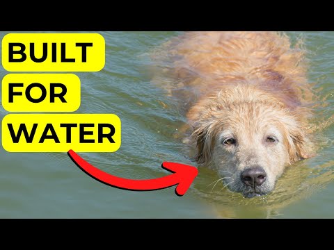 Labrador Retriever History