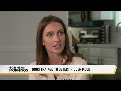Mold Hunt on CBS