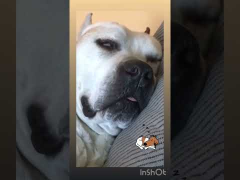 Best Feeling 💤 #shorts #short #viral #foryou #youtube #fypシ #fyp #youtubeshort #pitbull #dog