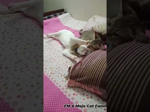 Let's fight and see who wins this battle 😂😂 - Minu and Thami ❤️ #kitten #ytshort #viralvideos