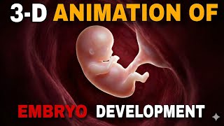 Embryo Development Explained | From Fertilization to Early Growth