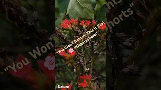 🌿 Peaceful & Relaxing #nature #naturelovers #relaxing #relaxingmusic #relax #4k #relaxationfilm