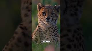 5 Shocking Cheetah Facts You Never Knew!