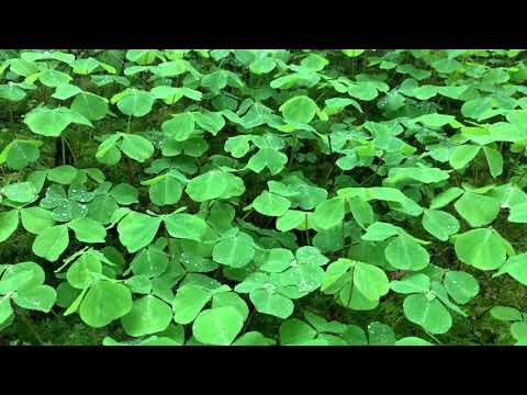 Dance of the Clover