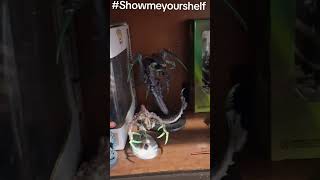 show me your nerd shelf! lol we all have one or two! #nerd #shortsvideo #new #fyp #collectibles