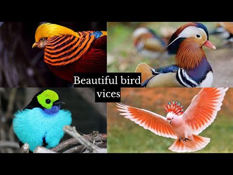 Most beautiful birds vices in the world || Bird vices