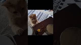 FLOOF STEALER #catcontent  #trendingshorts #animalcat #catvideos #fyp