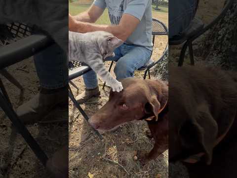 #animalshorts #farmlife