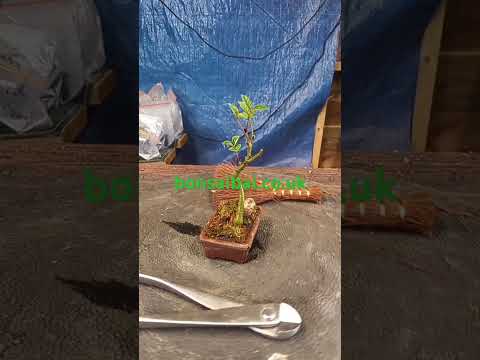 Ash in Mame pot