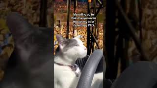 See you at Bass Canyon! #dubstep #excision #dubstep #edmtiktok #dubstepdrop #headbanger #bass