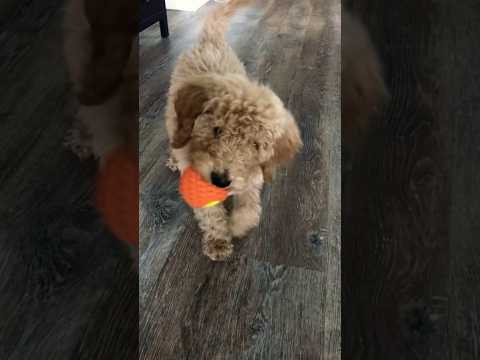 Ferocious Puppy Growl! #puppy #dog #viral #short