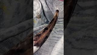 🐍🤍#snake #viralvideo #foryou #reptiles #animals #fypシ#piedballpython #ballpython
