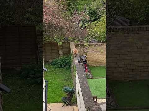 The look on his face at the end 🦊 #americanexpat #london #londonlife