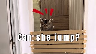 Can a 10-Year-Old Cat Beat the Tape Hurdle Jump Challenge? 😹