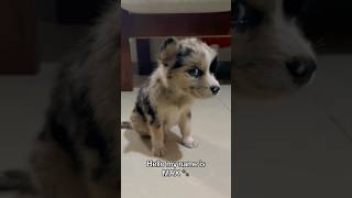 Max 🐾 #doglover #dog #petlover #furparents #puppy #cutepuppy #advenceture