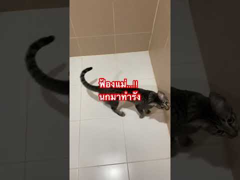 ฟ้องแม่!! มีนกมาทำรัง แต่ดูเหมือนจะคุยกันไม่จบซะแล้วว 🫩🤣 #cat #catlovers #เรื่องของแมว