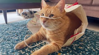 30 MINUTES Funny and Cute Cats Are a Source of Good Mood 🤣