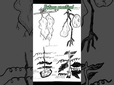 Biology Practical copy Class 12 CBSE2022-23 #biologypractical #practicalcopy#biologyclass12
