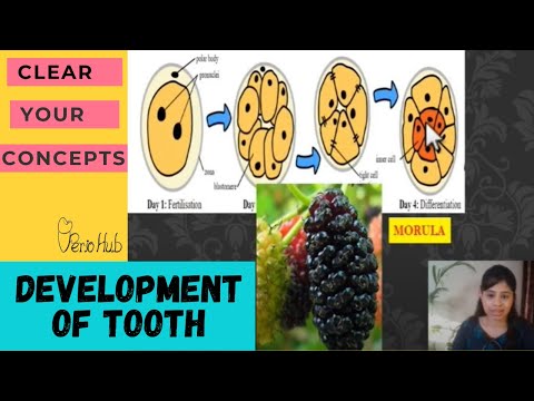 EMBRYOGENESIS - Part 1 of Tooth Development