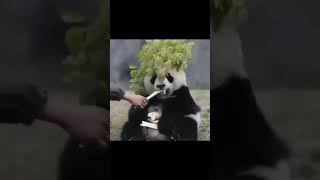 🐼 Lunch Time - Pandagram❤️