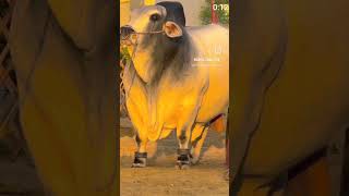 HEAVY BEAST💀🖤 #viral #cow #cattleworld #bakraeid #shorts