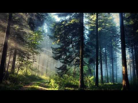 Neal K - Winter night