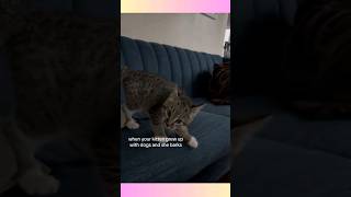 Dog software, Cat hardware #shorts